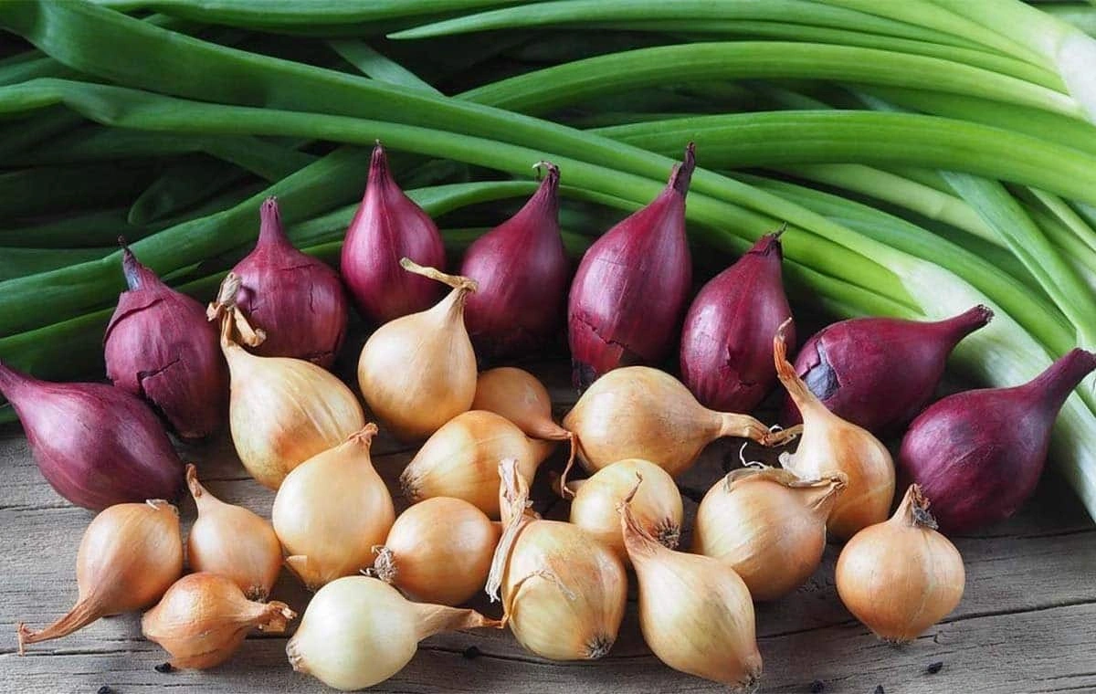 عکس خواص موسیر و انواع روش‌های مصرف